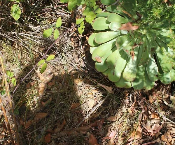 The Travellers Secret 게스트하우스 칸델라리아